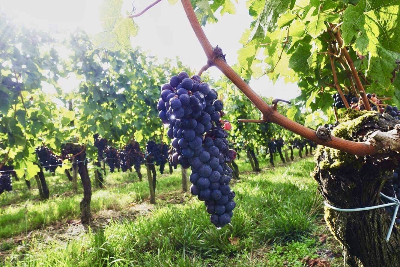 Wine Cork Taint The Yacht Stew