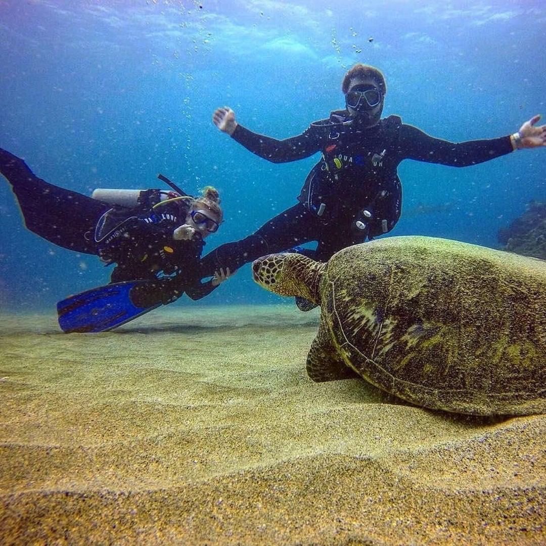 Diving Underwater Sea Turtle Adventure